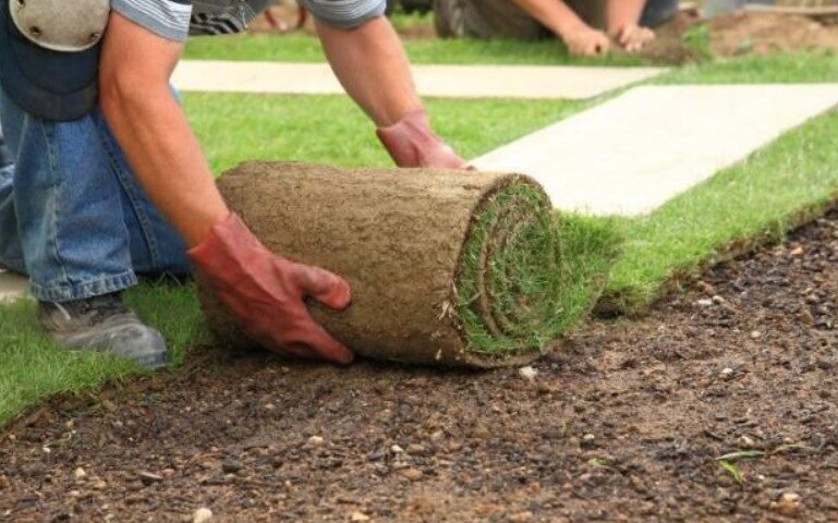 How SOD Installation Helps Create a Greener and Healthier Yard in Sarasota